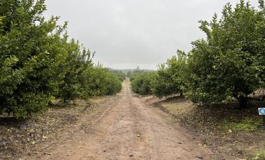 Citrus. Finca en producción - El Naranjo - Tucumán