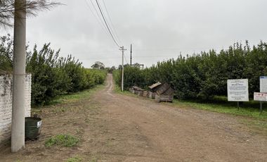 Citrus. Finca en producción - El Naranjo - Tucumán