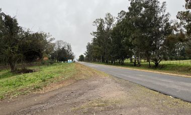 Citrus. Finca en producción - El Naranjo - Tucumán