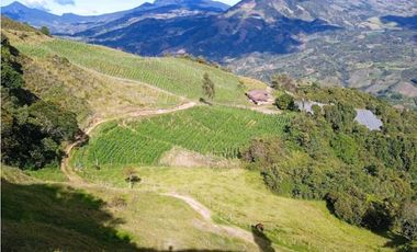 FINCA ABEJORRAL (ANTIOQUIA )