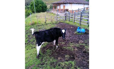 FINCA ABEJORRAL (ANTIOQUIA )