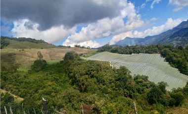 FINCA ABEJORRAL (ANTIOQUIA )