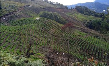 FINCA ABEJORRAL (ANTIOQUIA )