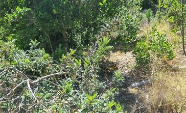 Agrícola en Venta en Almacen nevado Longavi al final de la ruta L535