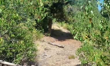 Agrícola en Venta en Almacen nevado Longavi al final de la ruta L535