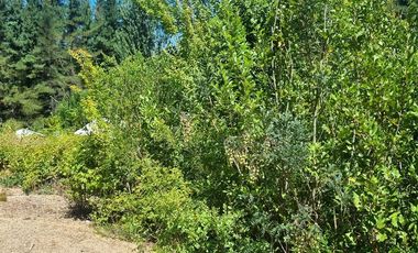 Agrícola en Venta en Almacen nevado Longavi al final de la ruta L535