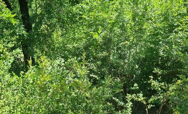 Parcela en Venta en Almacen nevado Longavi al final de la ruta L535