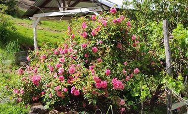 Parcela en Venta en Almacen nevado Longavi al final de la ruta L535