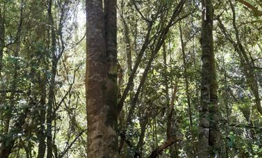 VENTA PARCELA 14350MTS Lanco