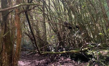 VENTA PARCELA 14350MTS Lanco