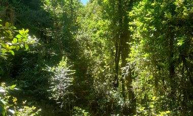 VENTA PARCELA 14350MTS Lanco