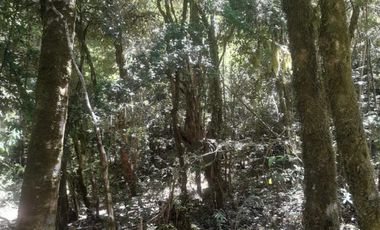 VENTA PARCELA 14350MTS Lanco