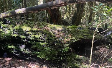 VENTA PARCELA 14350MTS Lanco