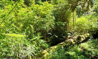 VENTA PARCELA 14350MTS Lanco