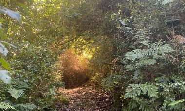 VENTA PARCELA 14350MTS Lanco