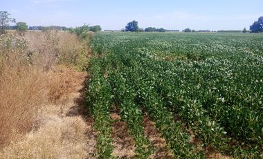 VENDE FRACCION 2 HAS. EN PÉREZ