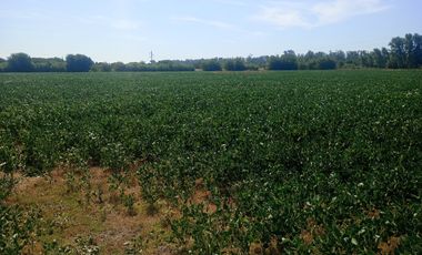 VENDE FRACCION 2 HAS. EN PÉREZ