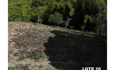LOTES EN PARCELACION ENTRE MONTENEGRO Y QUIMBAYA