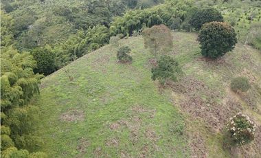 LOTES EN PARCELACION ENTRE MONTENEGRO Y QUIMBAYA