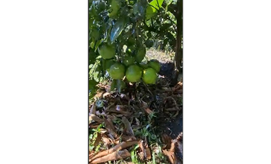 9664 m2 CABUYAL FINCA AGRICOLA PRODUCTIVA AGUA ABUNDANTE  2 FINCAS