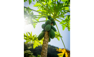 9664 m2 CABUYAL FINCA AGRICOLA PRODUCTIVA AGUA ABUNDANTE  2 FINCAS