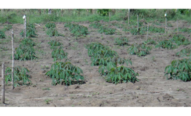 9664 m2 CABUYAL FINCA AGRICOLA PRODUCTIVA AGUA ABUNDANTE  2 FINCAS