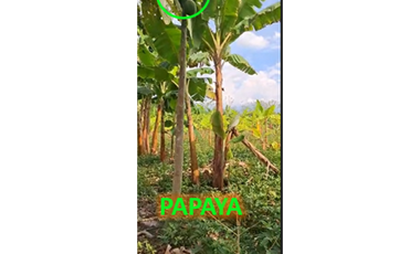 9664 m2 CABUYAL FINCA AGRICOLA PRODUCTIVA AGUA ABUNDANTE  2 FINCAS