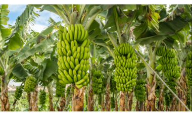 9664 m2 CABUYAL FINCA AGRICOLA PRODUCTIVA AGUA ABUNDANTE  2 FINCAS