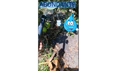 9664 m2 CABUYAL FINCA AGRICOLA PRODUCTIVA AGUA ABUNDANTE  2 FINCAS