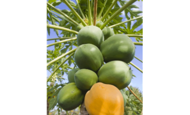 9664 m2 CABUYAL FINCA AGRICOLA PRODUCTIVA AGUA ABUNDANTE  2 FINCAS