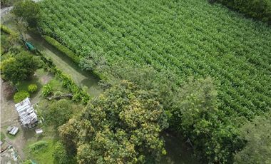 9664 m2 CABUYAL FINCA AGRICOLA PRODUCTIVA AGUA ABUNDANTE  2 FINCAS