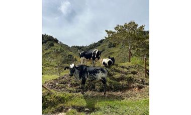 Finca Agropecuaria en Venta en Santo Domingo Antioquia