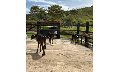 Finca Agropecuaria en Venta en Santo Domingo Antioquia