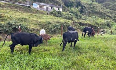 Finca Agropecuaria en Venta en Santo Domingo Antioquia