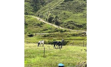 Finca Agropecuaria en Venta en Santo Domingo Antioquia