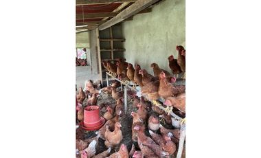 Finca Agropecuaria en Venta en Santo Domingo Antioquia