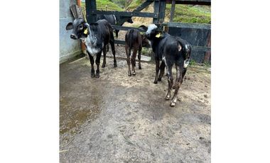 Finca Agropecuaria en Venta en Santo Domingo Antioquia