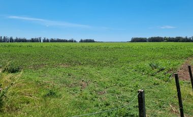 Campo 81 hectáreas, Miramar, Gral. Alvarado