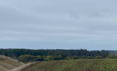 Parcela en venta  en CHANCO