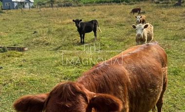 Sitio en Venta en SECTOR LOS PELLINES, VALDIVIA