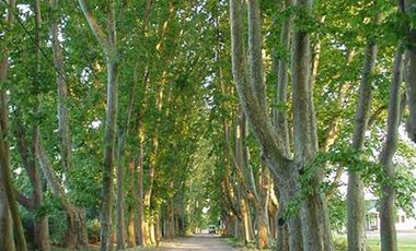 Departamento - Los Pinguinos