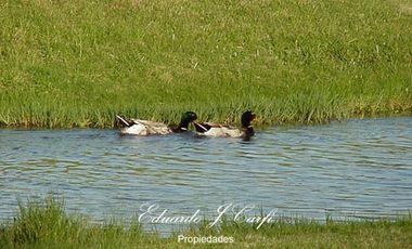 Departamento - Los Pinguinos