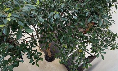 Renta casa Interlomas , jardin