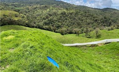 Venta finca productiva 27 ha en La Unión – Vía Sonsón