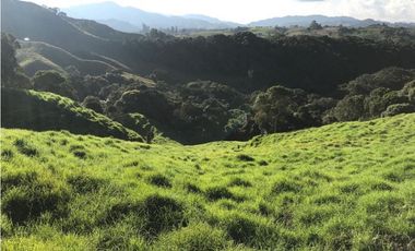 Venta finca productiva 27 ha en La Unión – Vía Sonsón