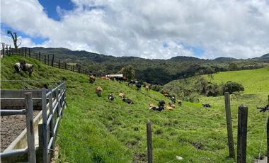 Venta finca productiva 27 ha en La Unión – Vía Sonsón