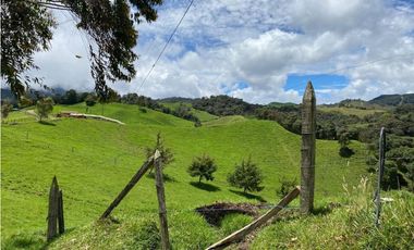 Venta finca productiva 27 ha en La Unión – Vía Sonsón