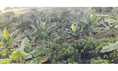 🌿🌳 Finca Cafetera Tecnificada en Vía Pereira – Marsella