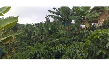 🌿🌳 Finca Cafetera Tecnificada en Vía Pereira – Marsella
