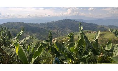 🌿🌳 Finca Cafetera Tecnificada en Vía Pereira – Marsella